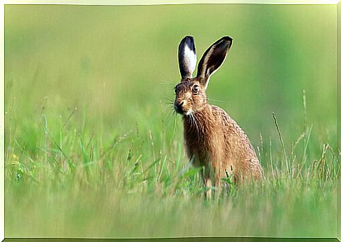 Hare in danger of extinction