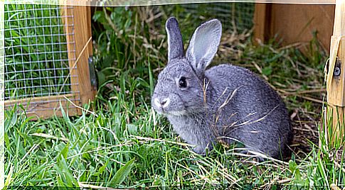 The hutch, the ideal home for your rabbit