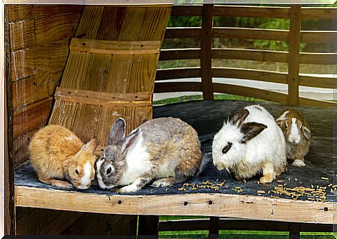 Home for rabbits