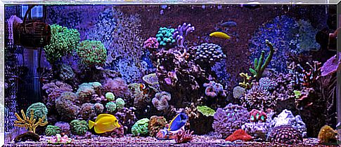 The ideal substrate for your aquarium, gravel or sand?