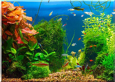 Substrate for aquariums with plants