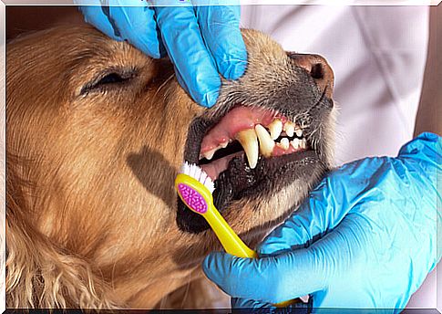 Oral health of pets