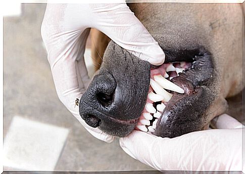 Checking your pet's teeth