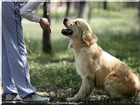 Person training a dog