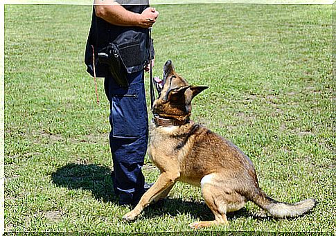 Trained German Shepherd