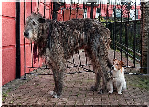 Irish Wolfhound or Irish Wolfhound