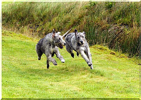 Irish wolfhound or Irish wolfhound: behavior