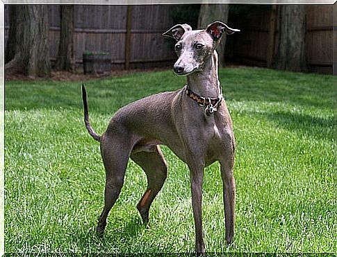 The Italian Greyhound: small and affectionate