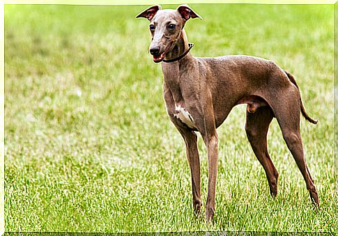 Italian greyhound dog in the garden