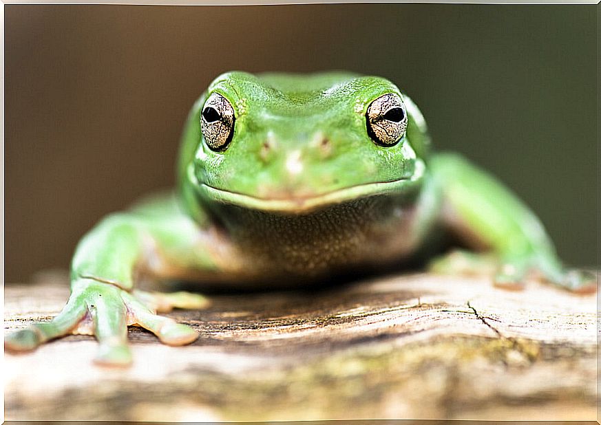 The life cycle in amphibians: keys to understanding it