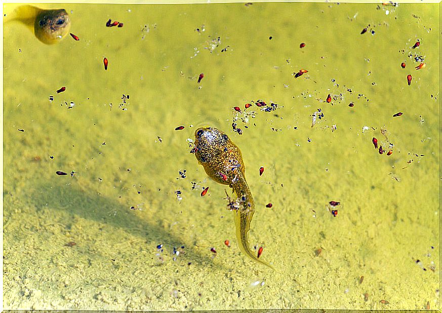 Tadpoles coming to the surface.