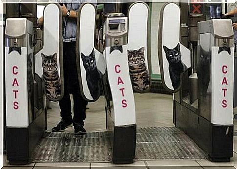 The London Underground removes advertisements and puts photos of cats