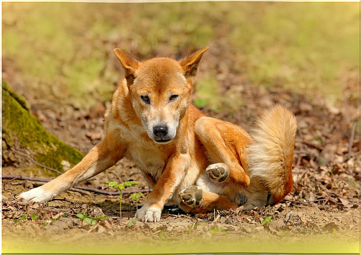 The New Guinea singing dog is not extinct