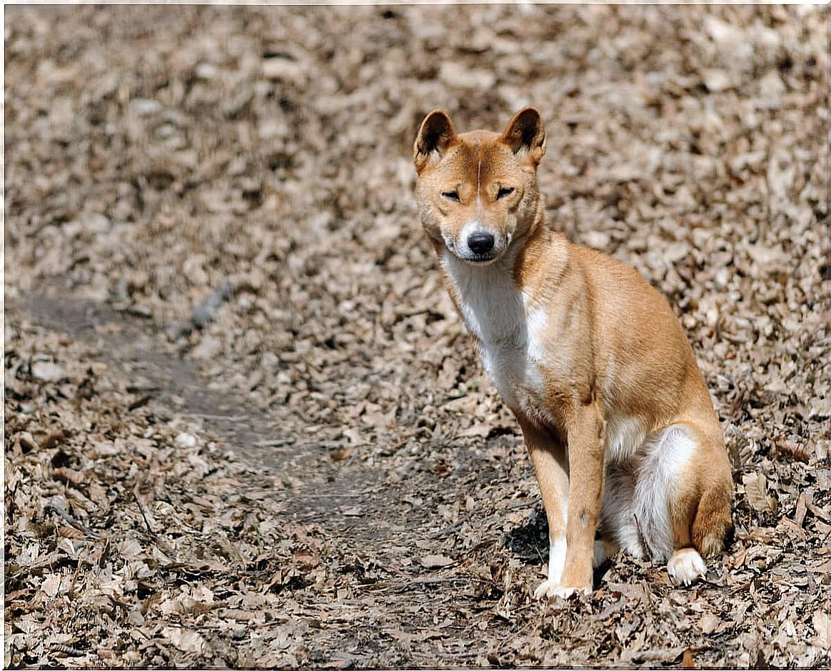 A singing dog sitting.