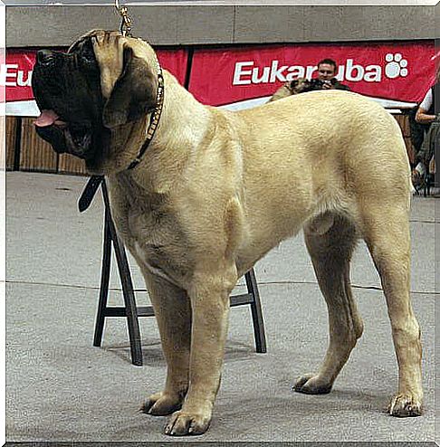 Perro en exhibicion