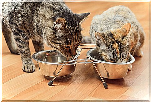 gatos comiendo