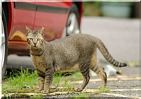 Cat on the street