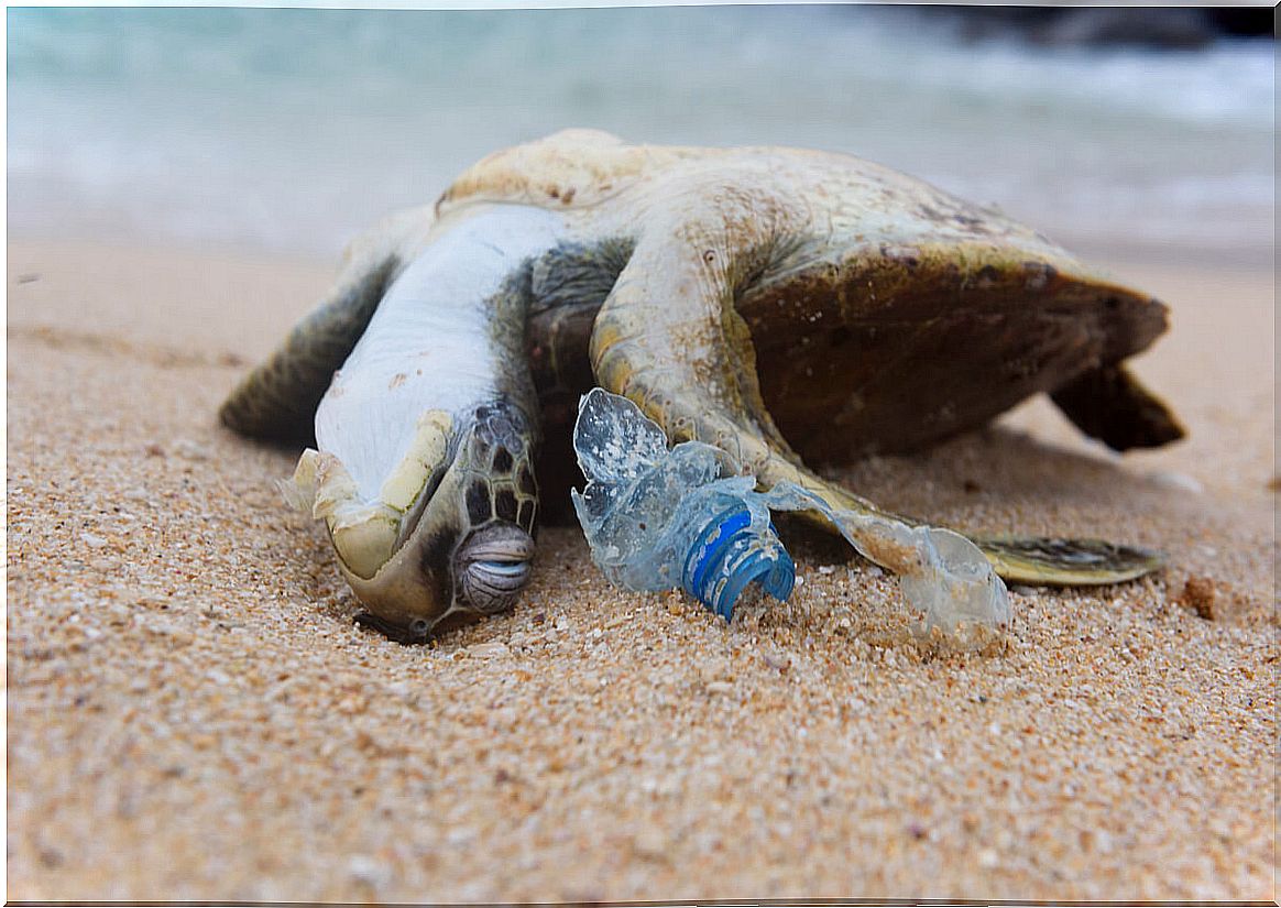 A turtle killed by plastics.