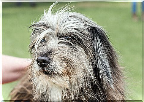 The restless and funny shepherd of the Pyrenees