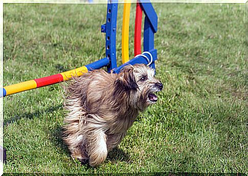 Pyrenean shepherd playing