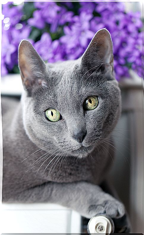 Russian Blue: feline royalty