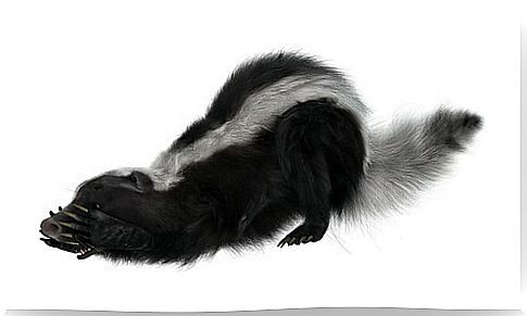 The skunk and its reputation for smelly