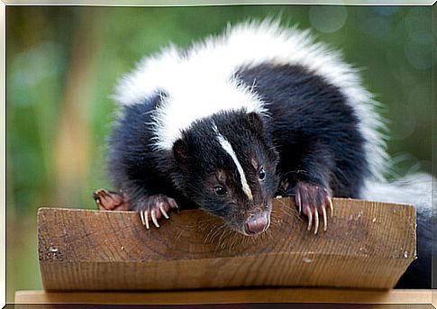 Eliminate skunk smell