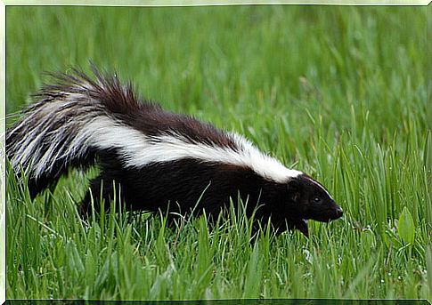 Skunk: plague