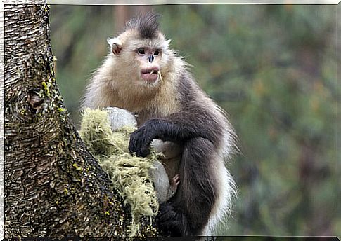 The snub-nosed monkey famous for its sneezes