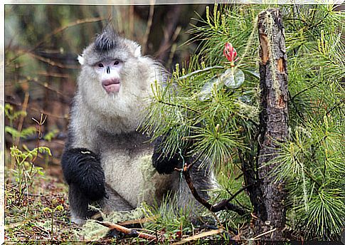 Black snub-nosed langur (Rhinopithecus bieti)