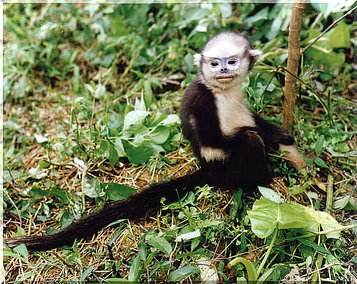 Langur de Tonkin (Rhinopithecus avunculus)