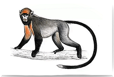 Langur gris de nariz chata (Rhinopithecus brelichi)