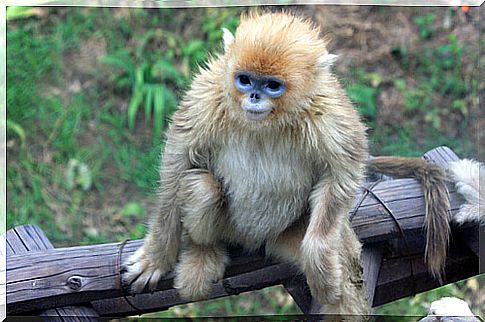 Golden Flat Langur (Rhinopithecus roxellana)