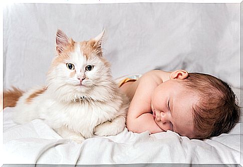 cat and sleeping baby