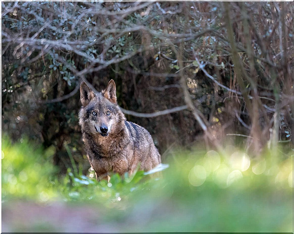 Three species of mammals in danger of extinction in Spain