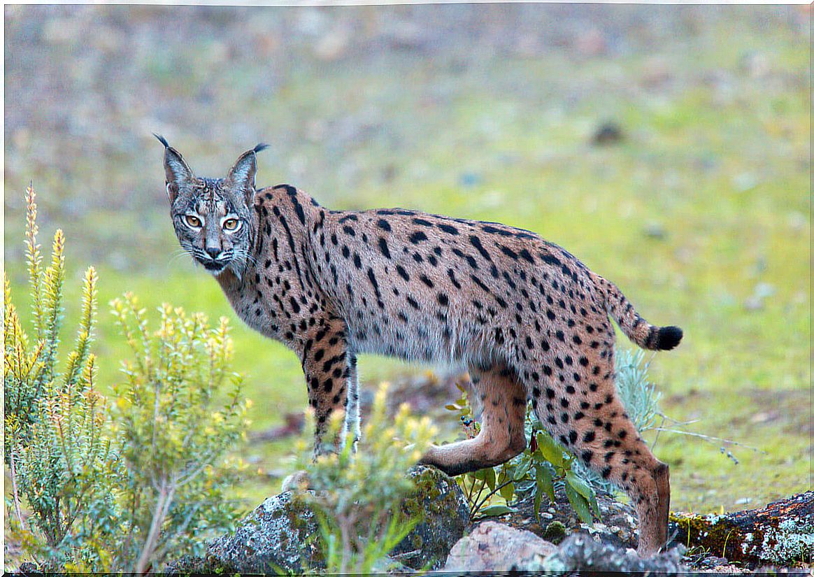 An Iberian lynx of majestic bearing.