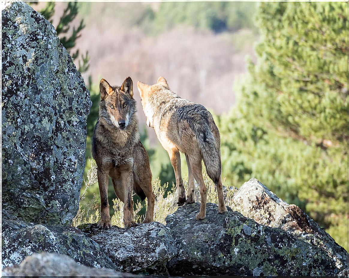 Iberian wolves in danger of extinction.