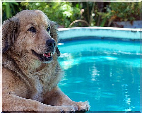 Tips for bathing in the pool with your dog