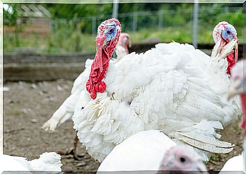 Tips for raising domestic turkey