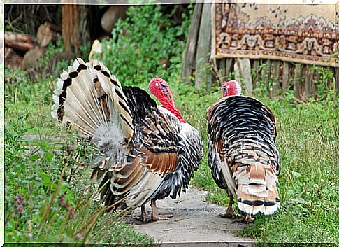 Origin of the domestic turkey