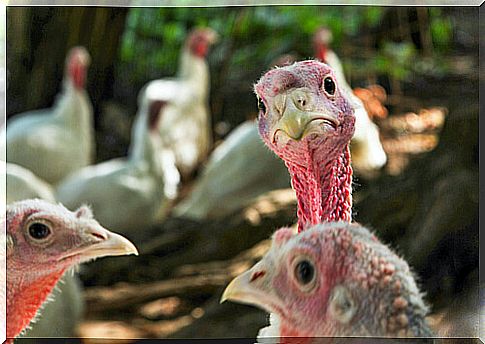 Feeding the domestic turkey