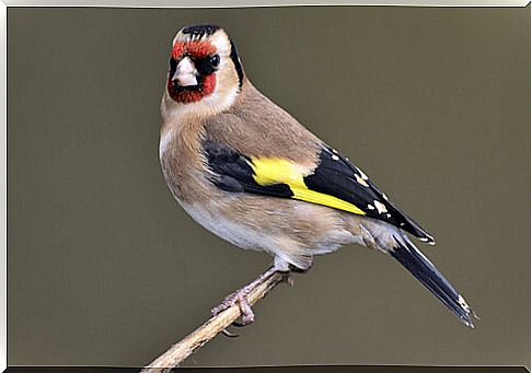 Tips to take care of your goldfinch