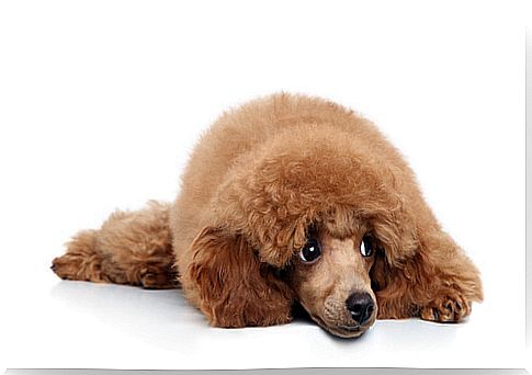 Orchitis in dogs: symptoms