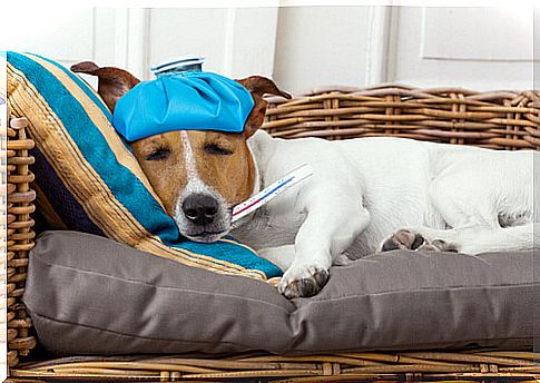 Fever in dogs: how to tell