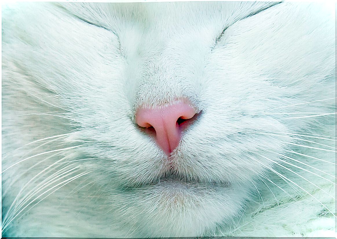 Cleaning a cat's nose is not difficult.