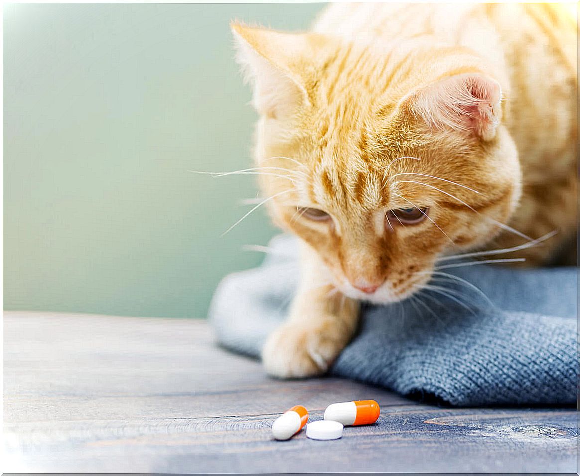 Depression in cats can be treated with medication.