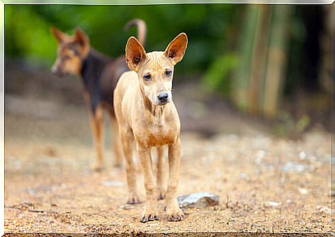 Tribute to the abandoned dogs of Mexico