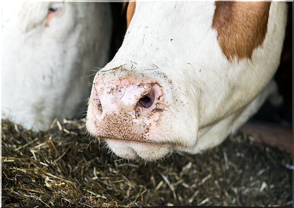 Diseases in cattle.