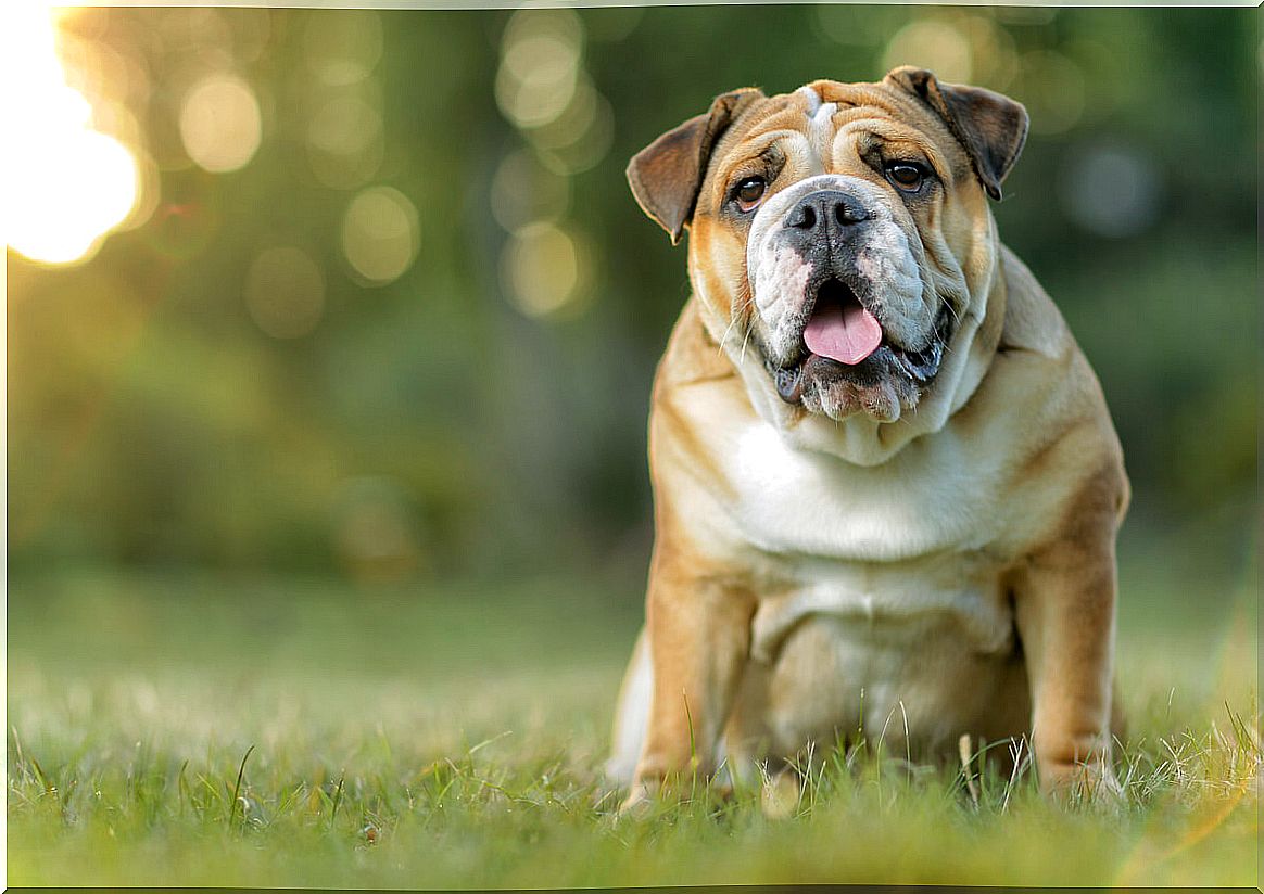 An English bulldog.