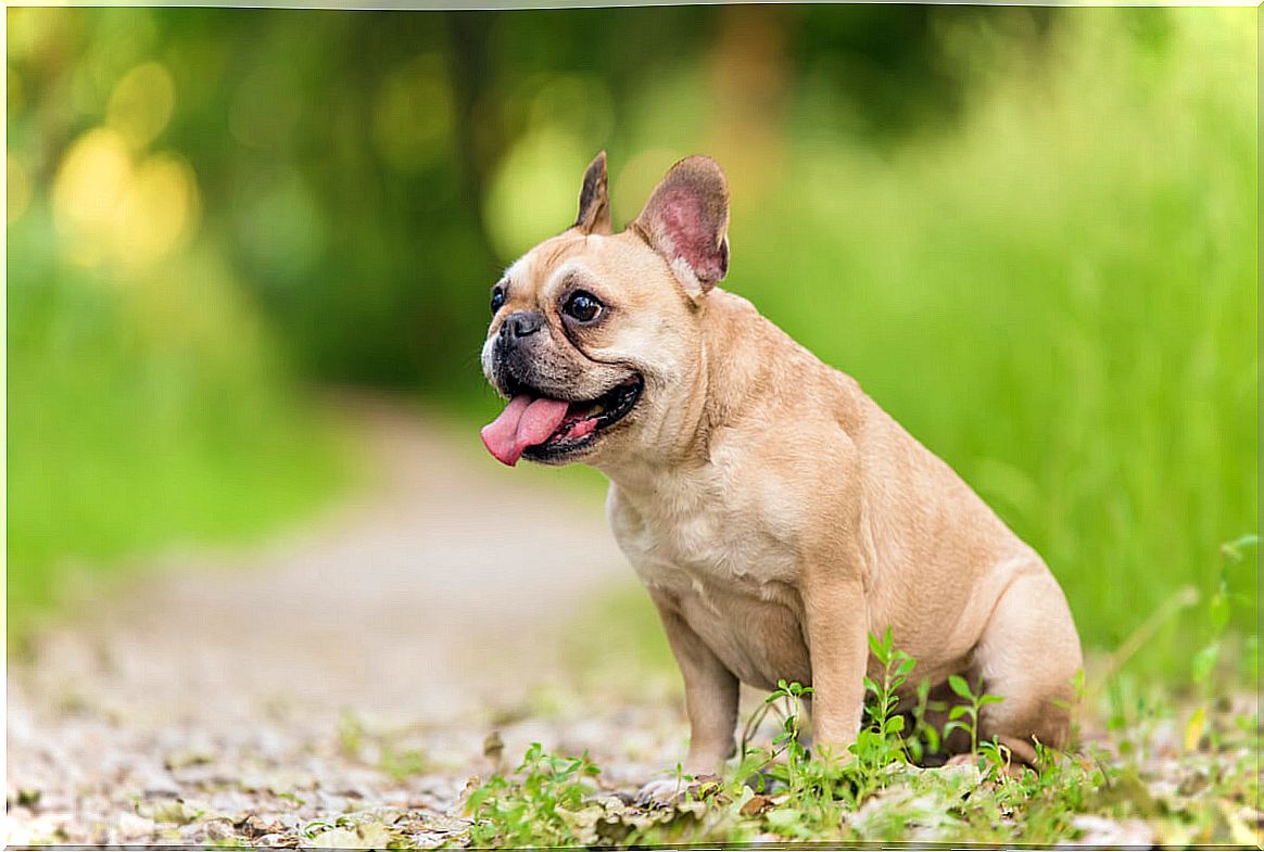 Types of bulldog: French bulldog.